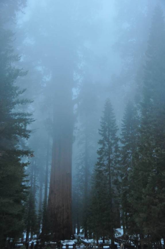 Escondida na neblina, a maior árvore do mundo no Sequoia National Park,  na Califórnia - EUA